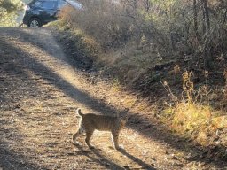 Bobcat