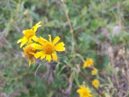 Sneezeweed