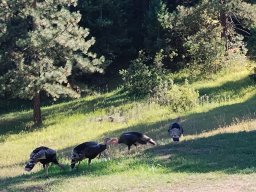 Turkeys