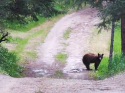 bear-cub